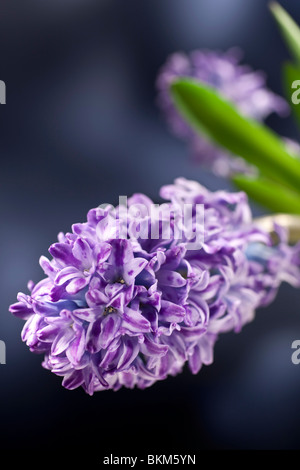 blue hyacinth flower studio shot Stock Photo