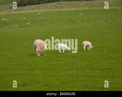 A ewe with two lambs eating grass in a field in surrey, England, UK Stock Photo