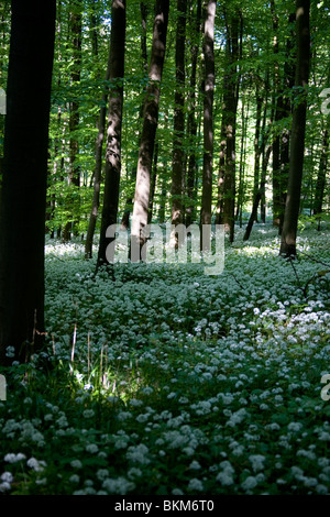 Frühling im Deister - Bärlauch Spring in Germany Stock Photo