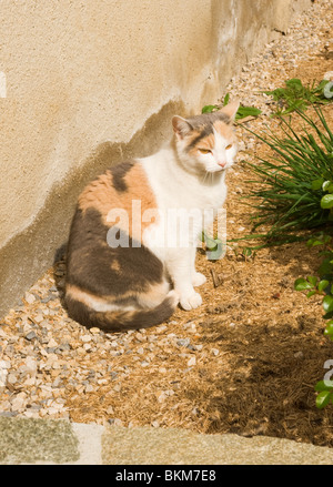 A Domesticated Tabby Cat Sitting in Sunshine in a Yard at Sauveterre-de-Rouergue Aveyron France Stock Photo
