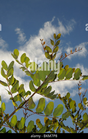 Carob tree branches (Ceratonia siliqua) Stock Photo