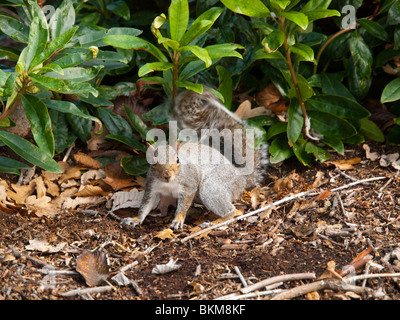 A common grey squirrel collecting nuts in woodland, Nottinghamshire England UK Stock Photo