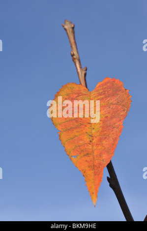 Detail of cherry tree leaves (Prunus avium). Stock Photo