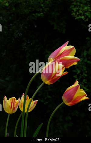 A small grouping of spring flowering red and yellow tulips against a dark background. Stock Photo
