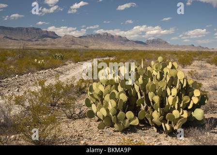 Prickly pear cactus in the Chihuahuan desert portion of Big Bend National Park in far west Texas. ©Bob Daemmrich Stock Photo