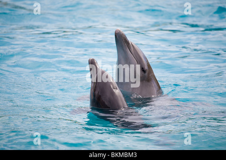 Dolphins Stock Photo