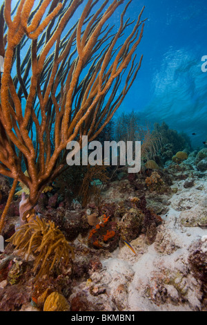A tropical coral reef in Bonaire, Netherlands Antilles. Stock Photo