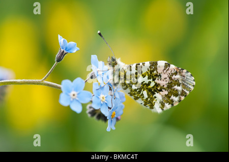 Anthocharis cardamines. Orange tip butterfly resting on 'forget me not' flowers in a garden