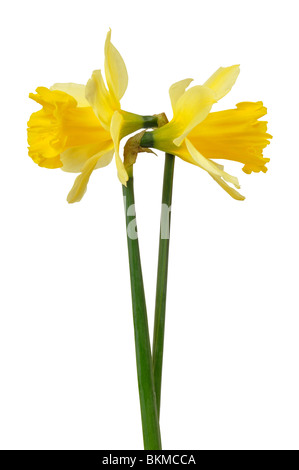 Daffodils on white Stock Photo