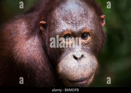 Portrait of an orangutan (Pongo pygmaeus). Sepilok Orangutan Rehabilitation Centre, Sandakan, Sabah, Borneo, Malaysia. Stock Photo