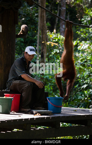 Orangutan and ranger at feeding platform. Sepilok Orangutan Rehabilitation Centre, Sandakan, Sabah, Borneo, Malaysia. Stock Photo