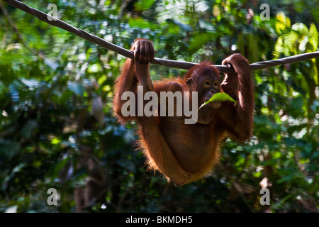 Orangutan (Pongo pygmaeus) at the Sepilok Orangutan Rehabilitation Centre. Sandakan, Sabah, Borneo, Malaysia. Stock Photo