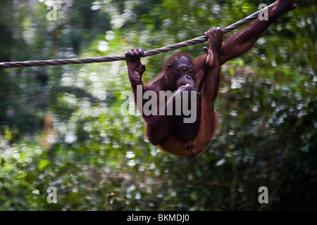 Oangutan at the Sepilok Orangutan Rehabilitation Centre. Sandakan, Sabah, Borneo, Malaysia. Stock Photo