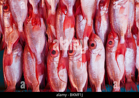 Fresh fish for sale in the Night Market. Kota Kinabalu, Sabah, Borneo, Malaysia. Stock Photo