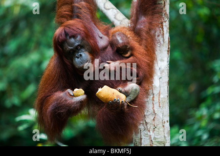 Mother and baby orangutan (Pongo pygmaeus).  Semenngoh Wildlife Centre, Kuching, Sarawak, Borneo, Malaysia. Stock Photo