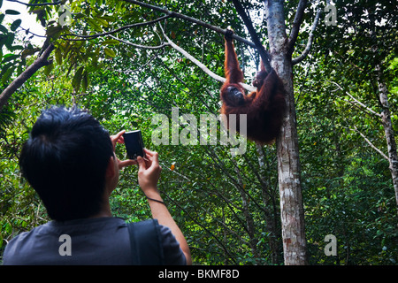 Tourist photographing an orangutan (Pongo pygmaeus) at the Semenngoh Wildlife Centre. Kuching, Sarawak, Borneo, Malaysia. Stock Photo