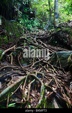 Tangle of tree roots along the jungle walking trail in Bako National Park. Kuching, Sarawak, Borneo, Malaysia. Stock Photo