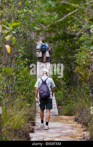Hiking through kerangas forest on a walking trail in Bako National Park. Kuching, Sarawak, Borneo, Malaysia. Stock Photo