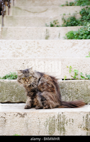 Mad angry cat with attitude on steps in Europe scowling Stock Photo