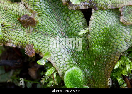 Liverworts (Marchantia), E North America, by Dembinsky Photo Assoc Stock Photo