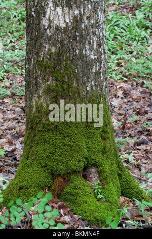 Carpet Moss growing on tree trunk Eastern Deciduous Forest Eastern United States Stock Photo