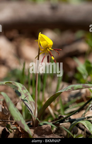 Adder's Tongue Yellow Trout Lily Erythronium americanum ,Spring Wildflower April, Eastern United States Stock Photo