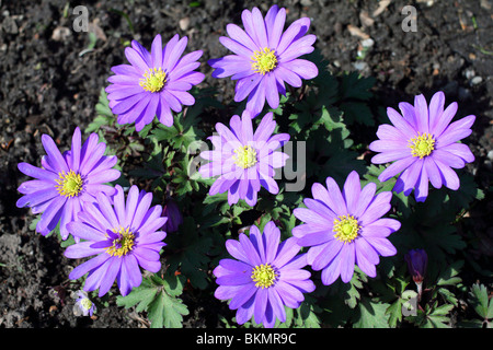 Violet Anemone blanda flowers close up Stock Photo