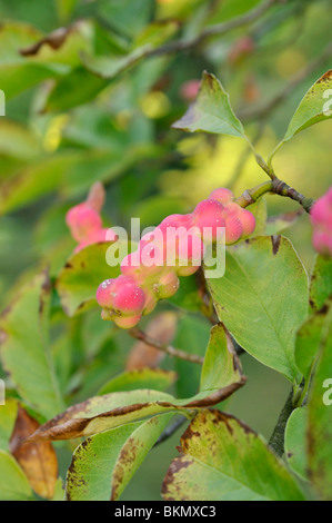 Kobushi magnolia (Magnolia kobus) Stock Photo