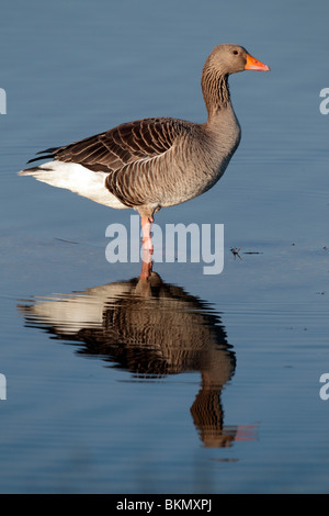 Greylag goose, Anser anser, single bird standing in water with reflection, Norfolk, winter 2010 Stock Photo