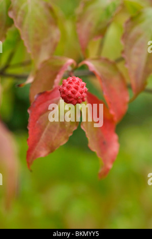 Chinese dogwood (Cornus kousa var. chinensis) Stock Photo