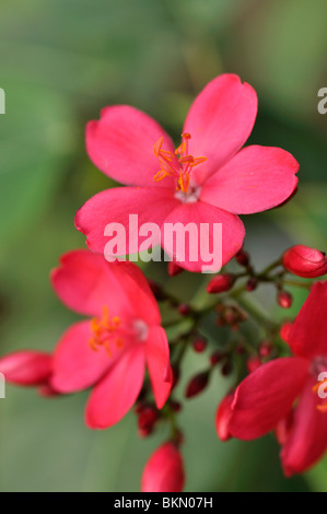 Spicy jatropha (Jatropha integerrima) Stock Photo