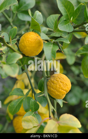 Bitter orange (Poncirus trifoliata) Stock Photo