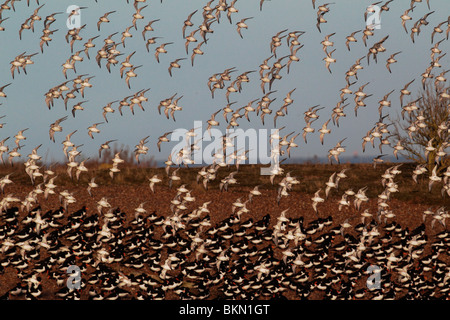 Knot, Calidris canutus, large flock in flight, Snettisham RSPB reserve, Norfolk, winter 2010 Stock Photo