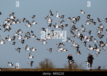 Oystercatcher, Haematopus ostralegus, large flock in flight with birdwatchers, Snettisham RSPB, Norfolk, March 2010 Stock Photo