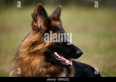 Altdeutscher Schäferhund / Old German Shepherd Stock Photo