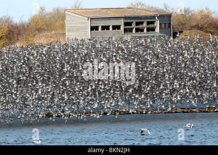 Knot, Calidris canutus, large flock in flight, Snettisham RSPB reserve, Norfolk, winter 2010 Stock Photo