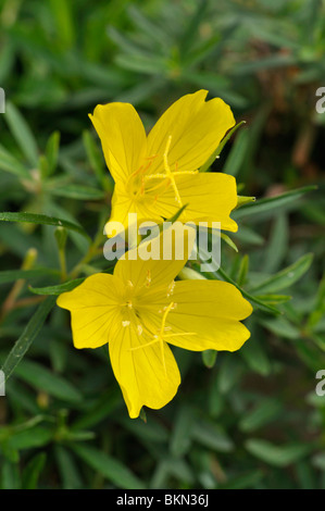 Evening primrose (Oenothera African Sun) Stock Photo