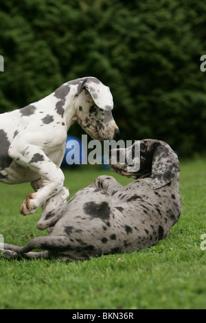 great dane puppies Stock Photo - Alamy