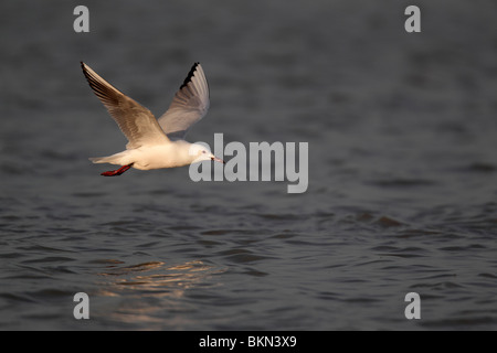 Slender-billed gull, Larus genei, single bird in flight, Southern Spain, April 2010 Stock Photo