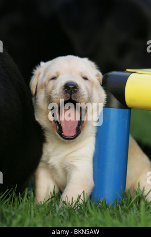 A tired Labrador Retriever puppy or dog snoozing and sleeping with its ...