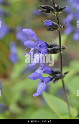 Blue anise sage (Salvia guaranitica 'Black and Blue') Stock Photo