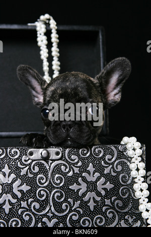 Dark Brindle French Bulldog Pup Bacchus 9 Weeks Old In Play Bow Stance Stock Photo Alamy