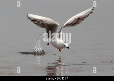 Slender-billed gull, Larus genei, single bird launching into flight, Southern Spain, April 2010 Stock Photo