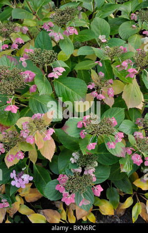 Big-leaved hydrangea (Hydrangea macrophylla 'Blue Wave') Stock Photo