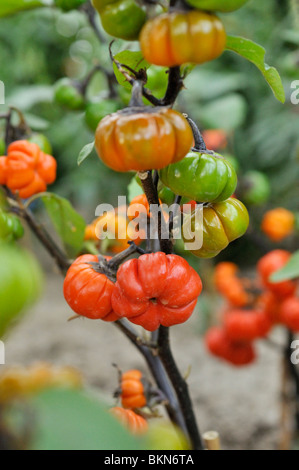 File:African scarlet eggplant (Solanum aethiopicum).jpg - Wikimedia Commons