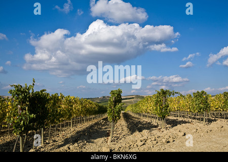 vineyards in tuscany Stock Photo