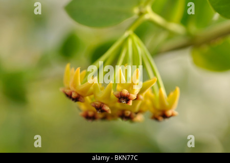 Wax plant (Hoya cumingiana) Stock Photo