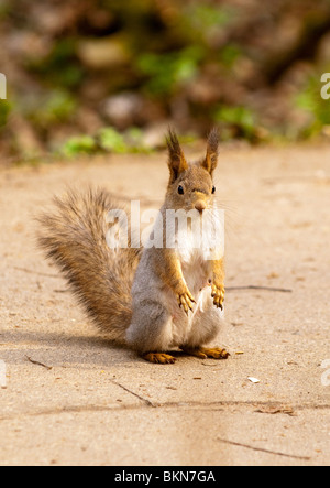Little squirrel in park at spring Stock Photo