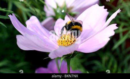 Close up macro shot of a bumble bee feeding on nectar on a violet coloured flower. Stock Photo