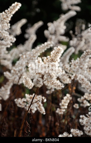 Chinese ragwort (Sinacalia tangutica syn. Ligularia tangutica) Stock Photo